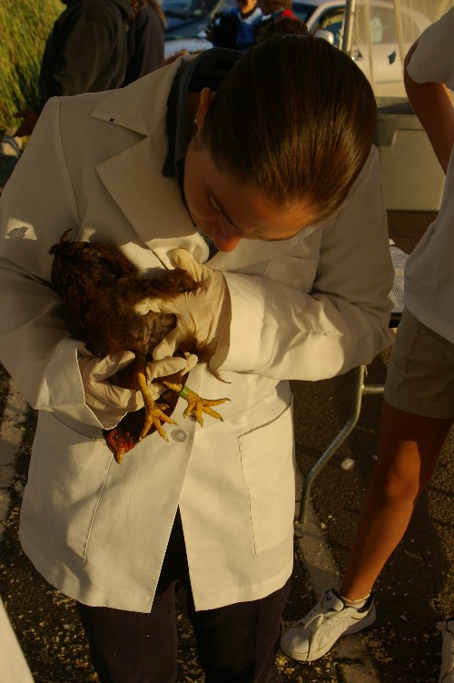 Game birds  (quail, doves, etc.) may  be examined in the cage to prevent flight